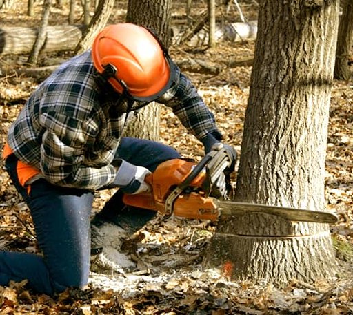 Tree Removal in Bronwood, GA